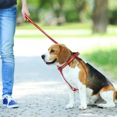 High-end Pet Harness Dog Waterproof